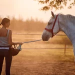 Wie eine Desensibilisierung Pferd und Mensch helfen kann